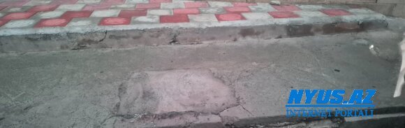 Cəlilabadda ağacyeyənlər peyda olub?! -FOTOFAKT