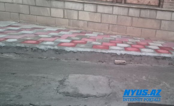 Cəlilabadda ağacyeyənlər peyda olub?! -FOTOFAKT