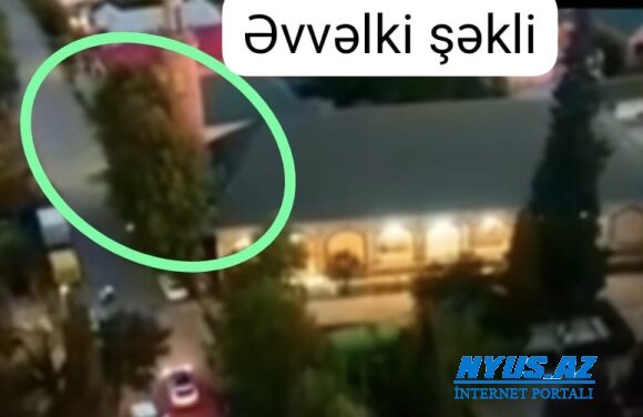 Cəlilabadda ağacyeyənlər peyda olub?! -FOTOFAKT