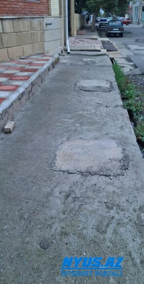 Cəlilabadda ağacyeyənlər peyda olub?! -FOTOFAKT
