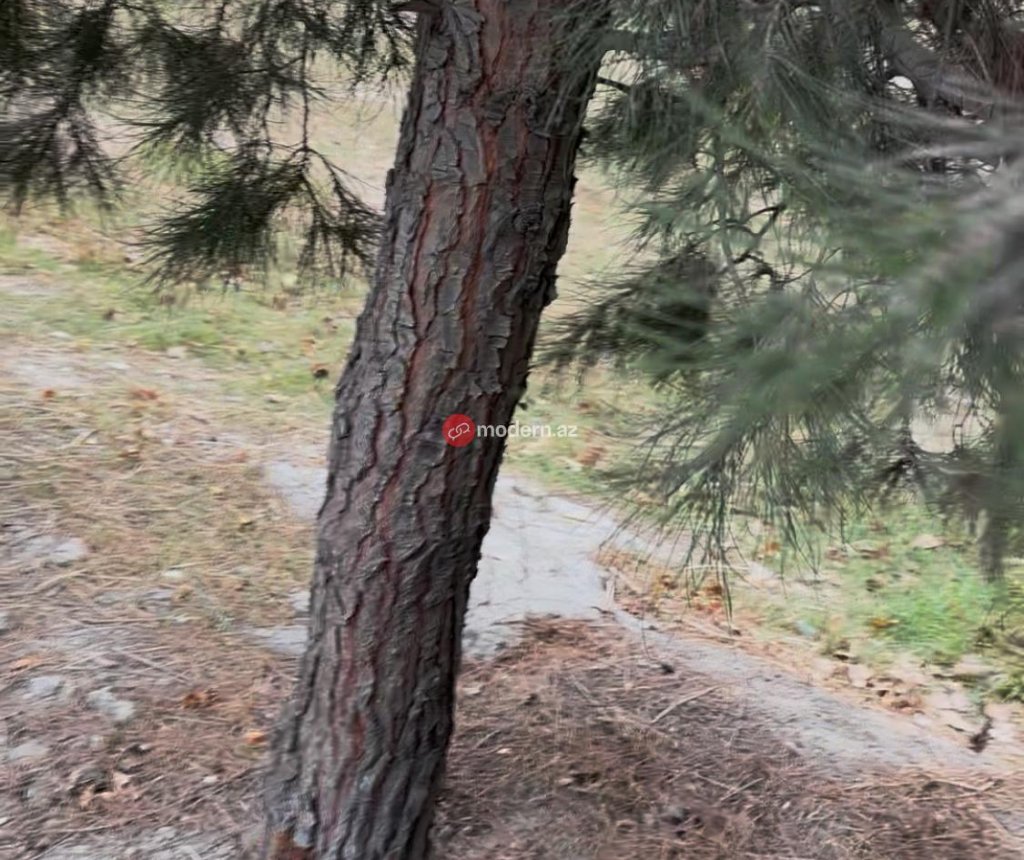Binəqədi rayonunda yeni qanunsuz obyekt tikintisi üçün ərazi hazırlanır? -Ağaclar belə məhv edilir-Fotofakt