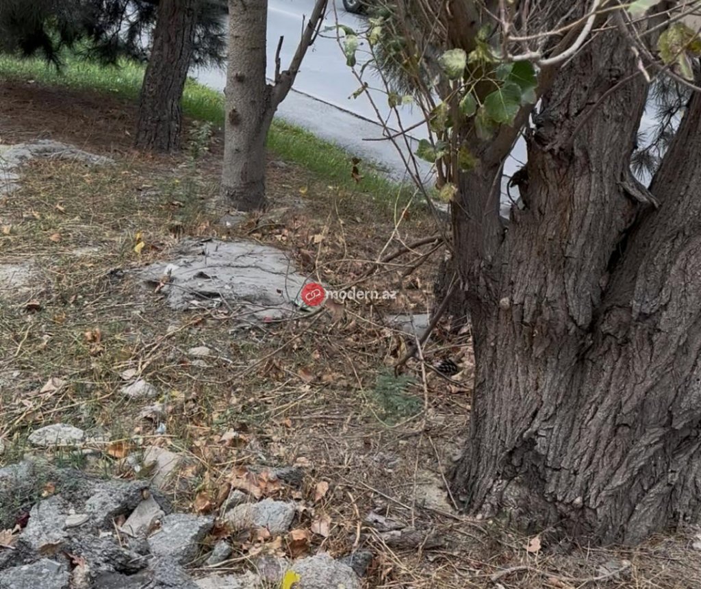 Binəqədi rayonunda yeni qanunsuz obyekt tikintisi üçün ərazi hazırlanır? -Ağaclar belə məhv edilir-Fotofakt