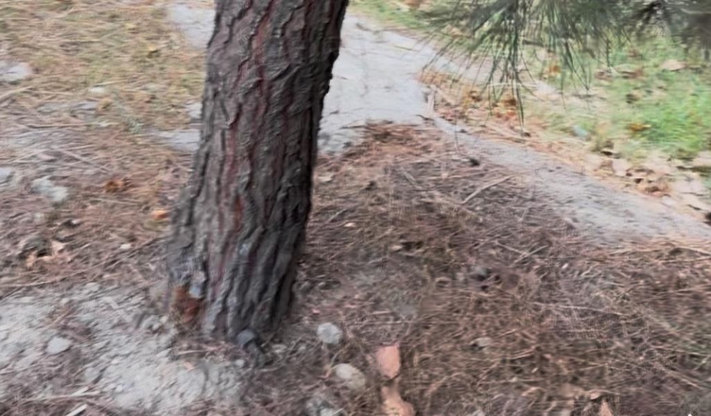 Binəqədi rayonunda yeni qanunsuz obyekt tikintisi üçün ərazi hazırlanır? -Ağaclar belə məhv edilir-Fotofakt