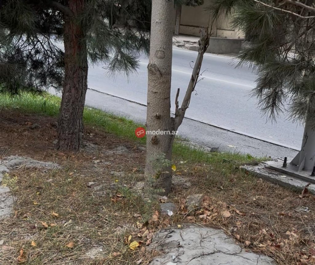 Binəqədi rayonunda yeni qanunsuz obyekt tikintisi üçün ərazi hazırlanır? -Ağaclar belə məhv edilir-Fotofakt