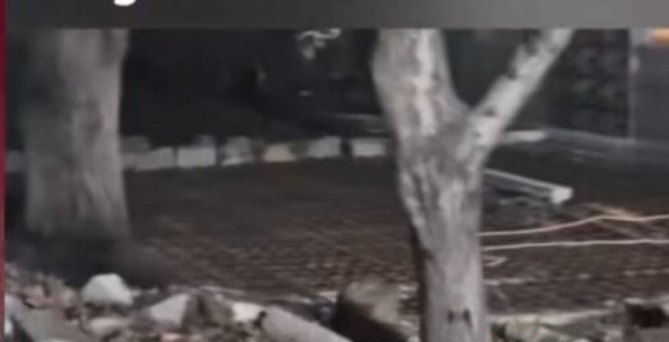 Binəqədidə ekoloji cinayət: ağaclar beton altında boğulur-FOTOFAKT
