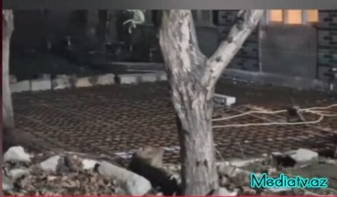 Binəqədidə ekoloji cinayət: ağaclar beton altında boğulur-FOTOFAKT